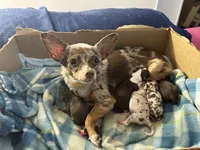 Rumi, a female Chihuahua for sale in Greenwood, FL – 5 of 6