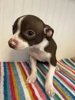 Jinu, a male Chihuahua for sale in Greenwood, FL – 2 of 7