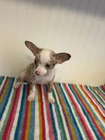 Saja, a male Chihuahua for sale in Greenwood, FL – 2 of 7