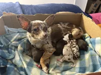 Jinu, a male Chihuahua for sale in Greenwood, FL – 6 of 7
