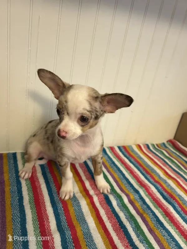 Saja – Chihuahua puppy for sale in Greenwood, FL
