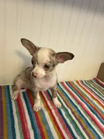 Saja, a male Chihuahua for sale in Greenwood, FL – 1 of 7