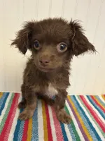 Derpy, a male Chihuahua for sale in Gainesville, FL – 3 of 7