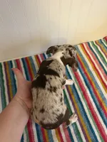 Rumi, a female Chihuahua for sale in Greenwood, FL – 3 of 6