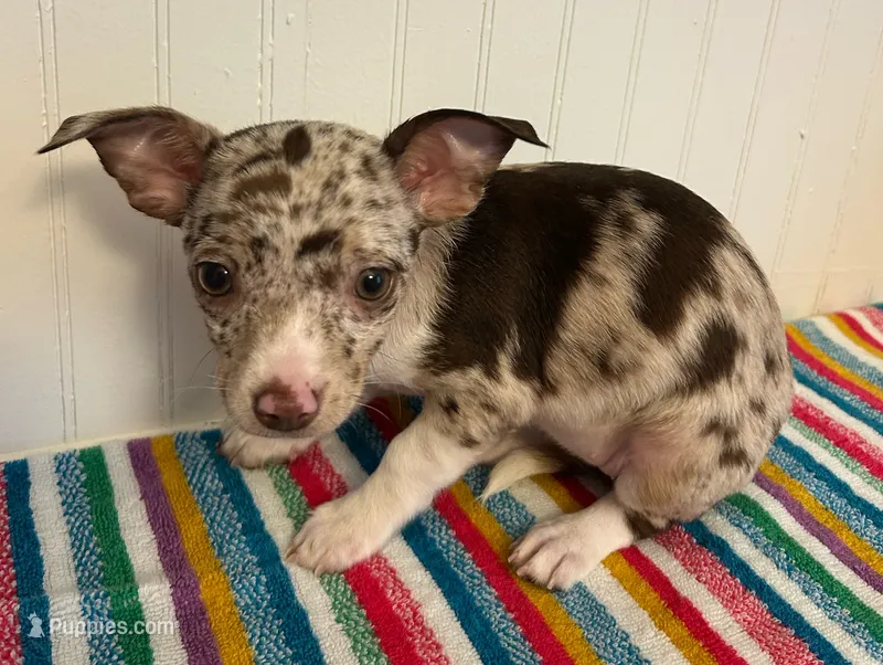 Rumi – Chihuahua puppy for sale in Gainesville, FL
