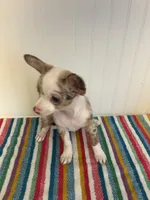 Saja, a male Chihuahua for sale in Greenwood, FL – 3 of 7