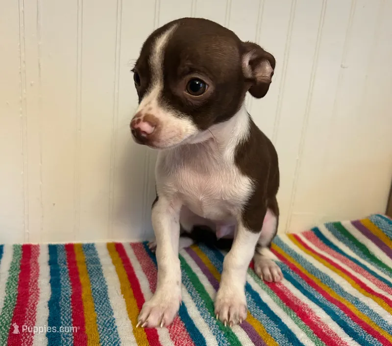 Jinu – Chihuahua puppy for sale in Gainesville, FL