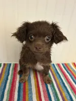Derpy, a male Chihuahua for sale in Gainesville, FL – 2 of 7