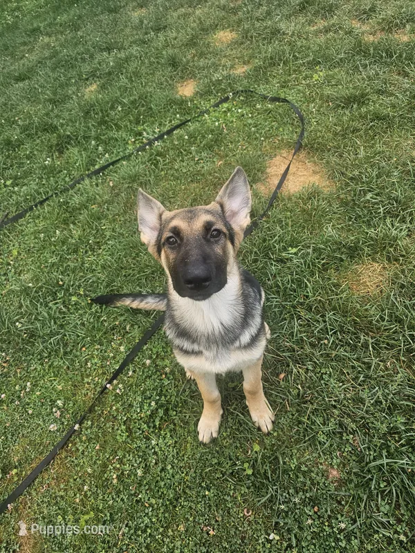 Sunny Day – German Shepherd Dog puppy for sale in Lewisberry, PA