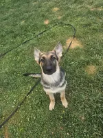 Sunny Day, a female German Shepherd Dog for sale in Lewisberry, PA – 1 of 3