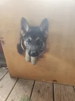 Black ice, a female German Shepherd Dog for sale in Lewisberry, PA – 2 of 3