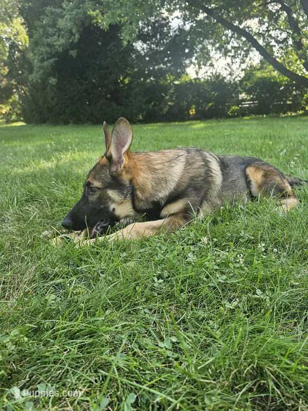 Charlie – German Shepherd Dog puppy for sale in Lewisberry, PA