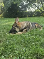 Charlie, a female German Shepherd Dog for sale in Lewisberry, PA – 1 of 4