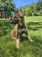 Charlie, a female German Shepherd Dog for sale in Lewisberry, PA – 1 of 3