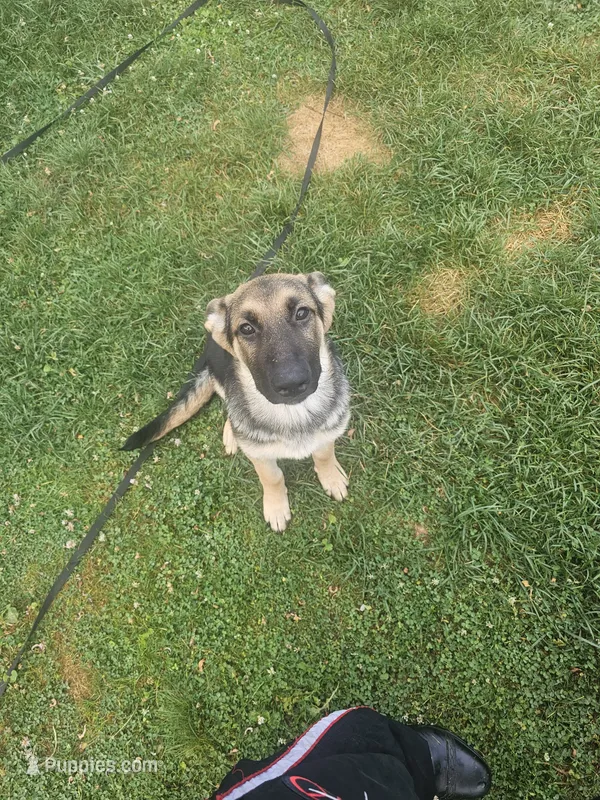 Black ice – German Shepherd Dog puppy for sale in Lewisberry, PA