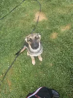 Black ice, a female German Shepherd Dog for sale in Lewisberry, PA – 1 of 3