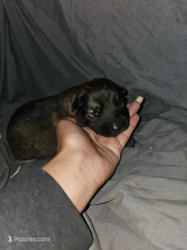 Trigger – German Shepherd Dog puppy for sale in Lewisberry, PA