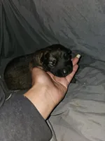 Trigger, a male German Shepherd Dog for sale in Lewisberry, PA – Photo 3 of 3