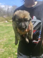 Trigger, a male German Shepherd Dog for sale in Lewisberry, PA – Photo 1 of 3