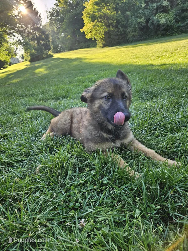 Whiskey – German Shepherd Dog puppy for sale in Lewisberry, PA