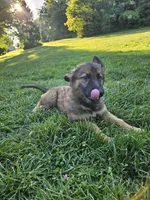 Whiskey, a female German Shepherd Dog for sale in Lewisberry, PA – 1 of 3
