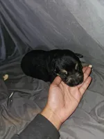 Scout, a male German Shepherd Dog for sale in Lewisberry, PA – Photo 2 of 2