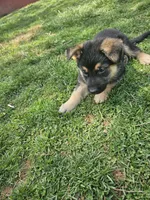 Scout, a male German Shepherd Dog for sale in Lewisberry, PA – Photo 1 of 2