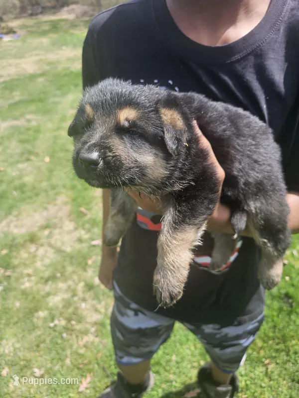 Scout – German Shepherd Dog puppy for sale in Lewisberry, PA