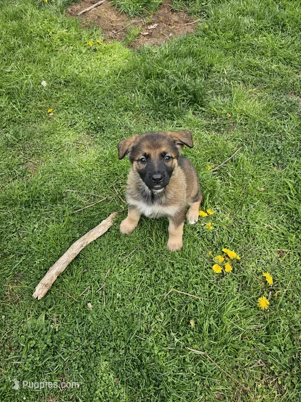 Charlie – German Shepherd Dog puppy for sale in Lewisberry, PA