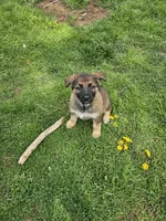 Charlie, a female German Shepherd Dog for sale in Lewisberry, PA – Photo 1 of 2