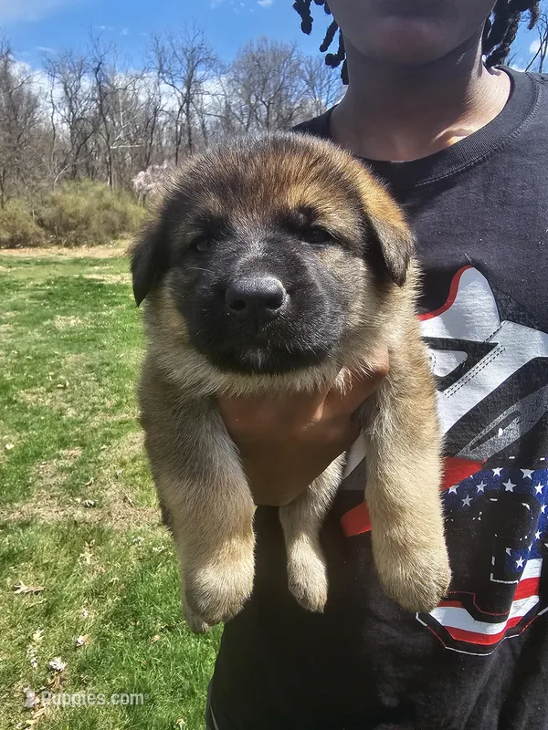Charlie – German Shepherd Dog puppy for sale in Lewisberry, PA