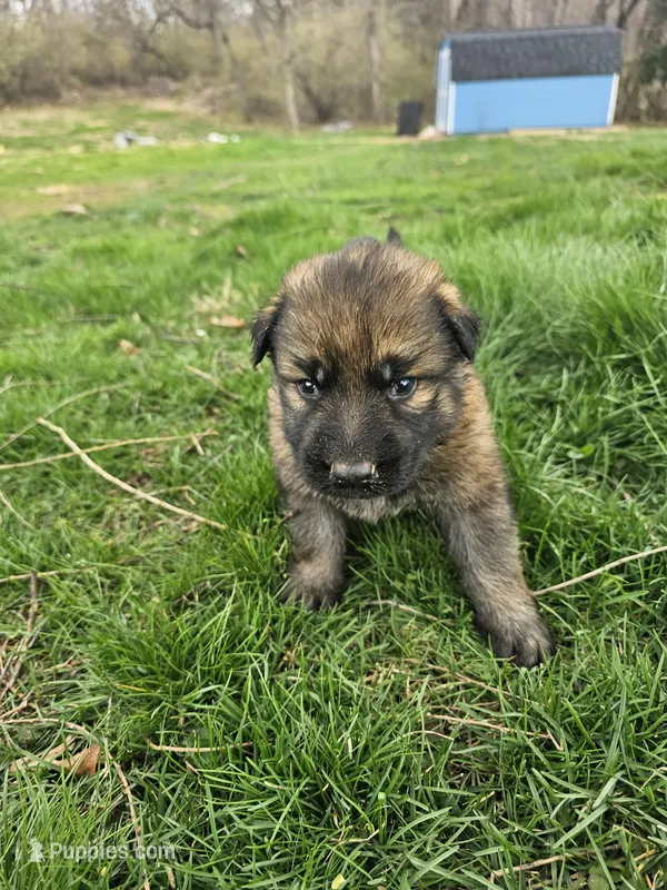 Charlie – German Shepherd Dog puppy for sale in Lewisberry, PA