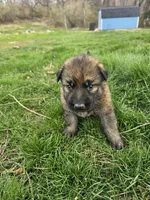 Charlie, a female German Shepherd Dog for sale in Lewisberry, PA – Photo 2 of 3
