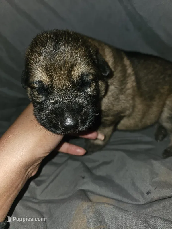 Charlie – German Shepherd Dog puppy for sale in Lewisberry, PA