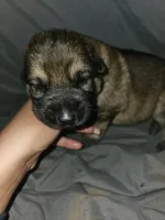 Charlie, a female German Shepherd Dog for sale in Lewisberry, PA – Photo 3 of 3