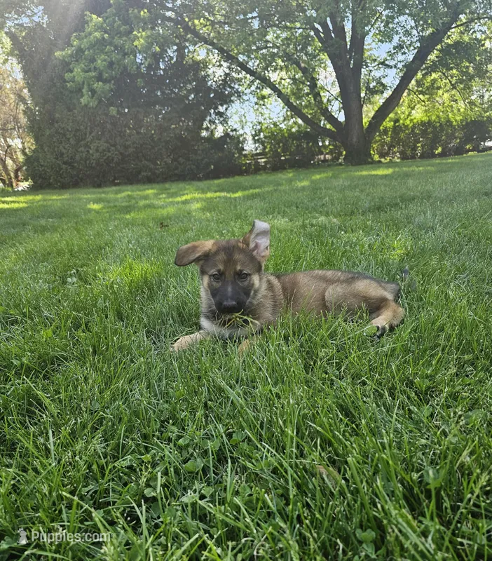 Charlie – German Shepherd Dog puppy for sale in Lewisberry, PA