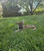 Charlie, a female German Shepherd Dog for sale in Lewisberry, PA – 2 of 3