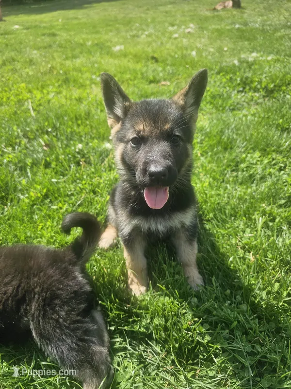 Sunny Day – German Shepherd Dog puppy for sale in Lewisberry, PA