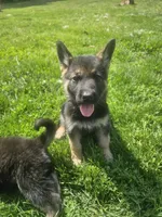 Sunny Day, a female German Shepherd Dog for sale in Lewisberry, PA – 1 of 1
