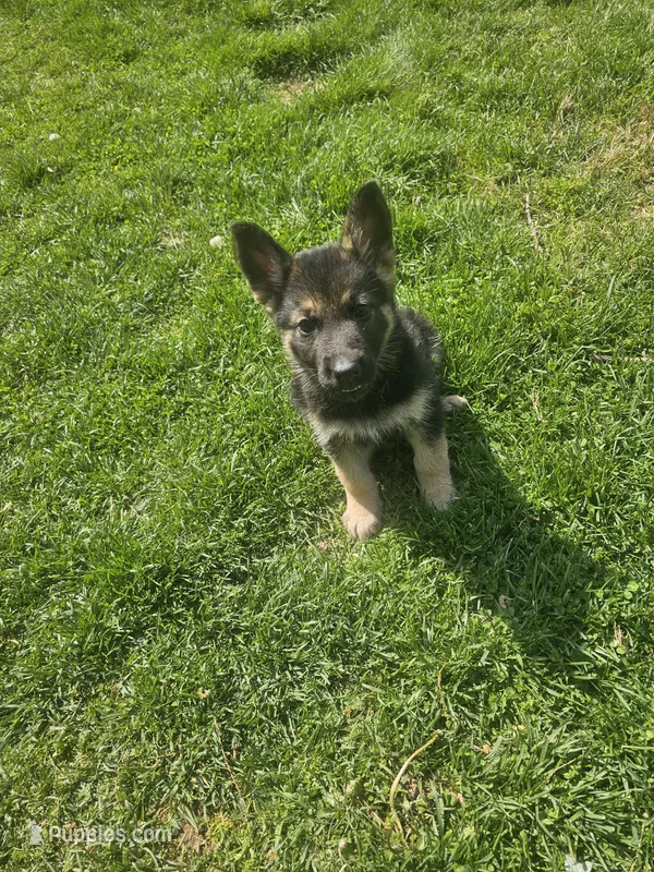 Hurricane Chris  – German Shepherd Dog puppy for sale in Lewisberry, PA