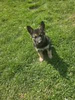 Hurricane Chris , a male German Shepherd Dog for sale in Lewisberry, PA – 1 of 1