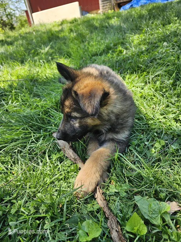Whiskey – German Shepherd Dog puppy for sale in Lewisberry, PA