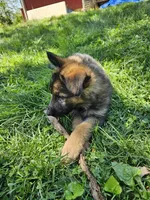 Whiskey, a female German Shepherd Dog for sale in Lewisberry, PA – 2 of 3