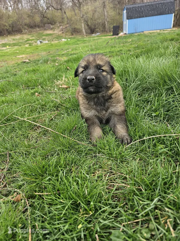 Whiskey – German Shepherd Dog puppy for sale in Lewisberry, PA