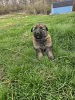 Whiskey, a female German Shepherd Dog for sale in Lewisberry, PA – Photo 2 of 3