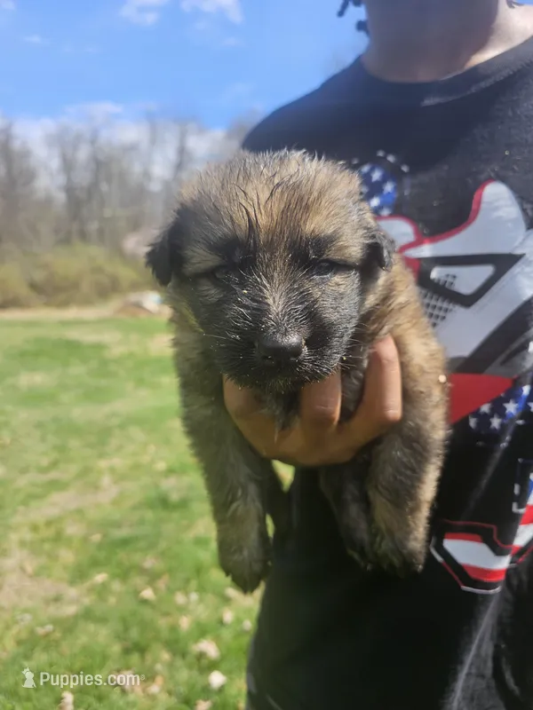 Whiskey – German Shepherd Dog puppy for sale in Lewisberry, PA