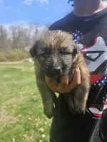 Whiskey, a female German Shepherd Dog for sale in Lewisberry, PA – Photo 1 of 3
