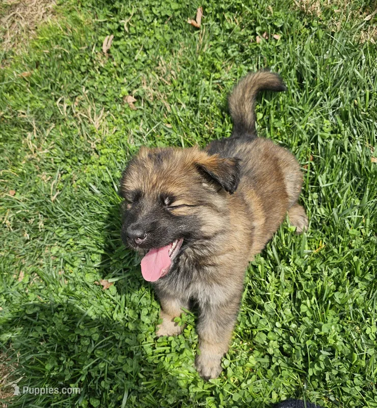 Whiskey – German Shepherd Dog puppy for sale in Lewisberry, PA