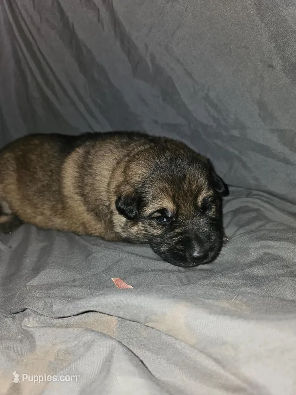 Whiskey – German Shepherd Dog puppy for sale in Lewisberry, PA