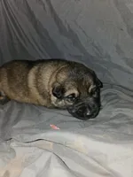 Whiskey, a female German Shepherd Dog for sale in Lewisberry, PA – Photo 3 of 3